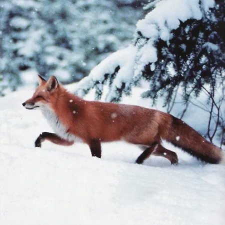 Apart Gerlinde Apartment *